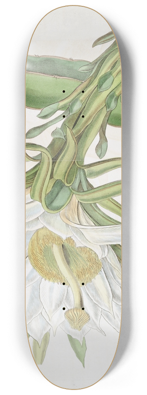 Sydenham Edwards - Triangular Torch-thistle 8.25 inch art skate deck