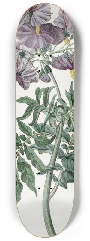 Sydenham Edwards - Tuberless Solanum 8.25 inch art skate deck