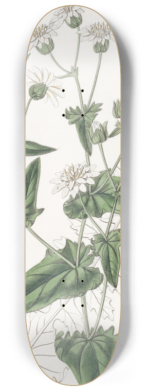 Sydenham Edwards - Turnip-leaved Musk-Succory 8.25 inch art skate deck