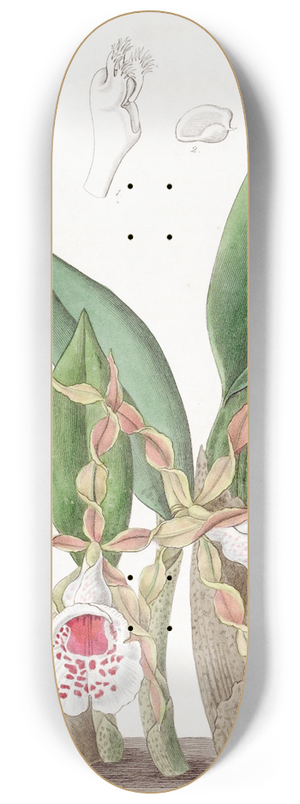 Sydenham Edwards - Twisted-petalled Trichopilia 8.25 inch art skate deck