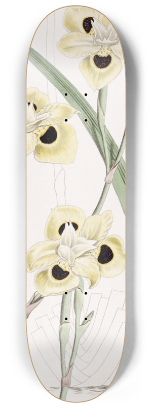 Sydenham Edwards - Two-coloured Iris 8.25 inch art skate deck