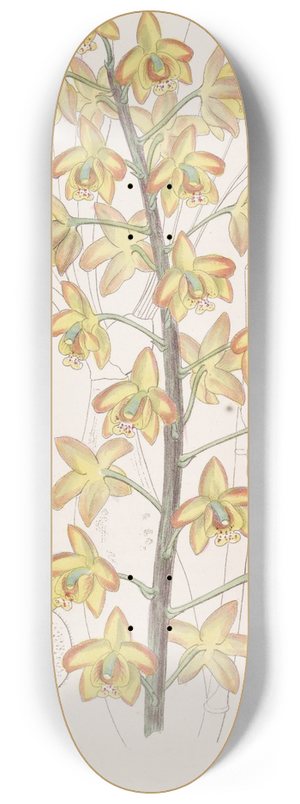 Sydenham Edwards - Two-lobed Eriops 8.25 inch art skate deck