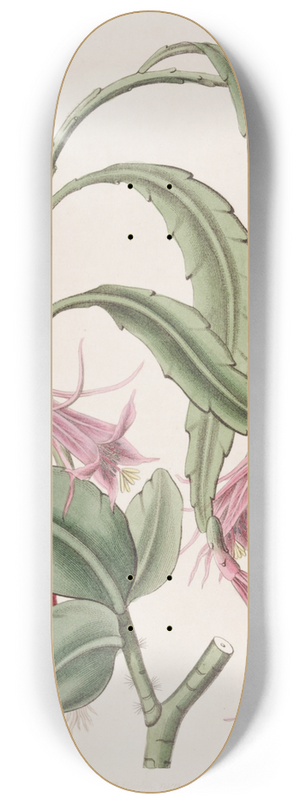 Sydenham Edwards - Two-shaped Torch-thistle 8.25 inch art skate deck