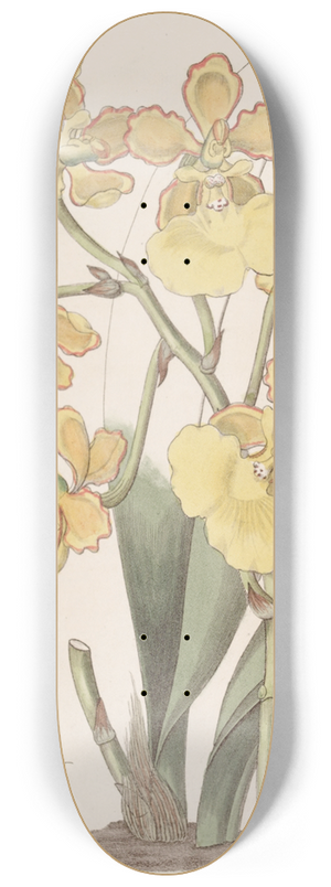 Sydenham Edwards - Two-warted Oncidium 8.25 inch art skate deck