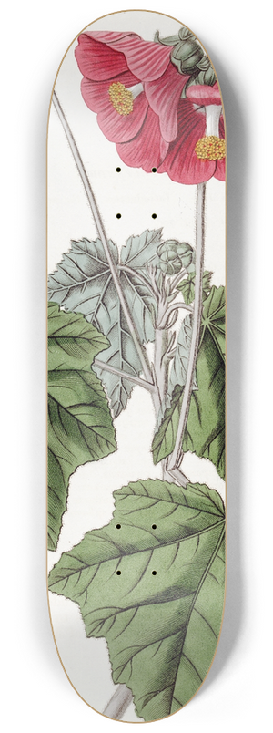 Sydenham Edwards - Umbel-flowered mallow 8.25 inch art skate deck