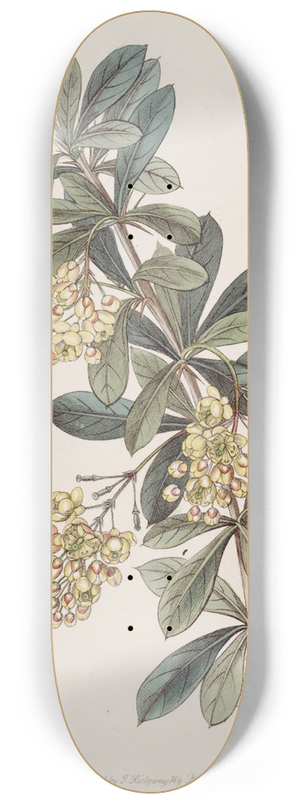 Sydenham Edwards - Umbellate Berberry 8.25 inch art skate deck
