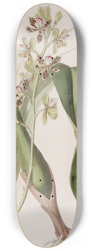 Sydenham Edwards - Variegated Epidendrum 8.25 inch art skate deck
