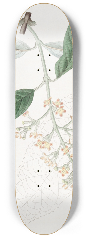 Sydenham Edwards - Various-leaved Buddlea 8.25 inch art skate deck