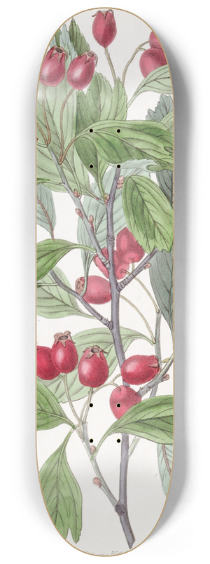 Sydenham Edwards - Various-leaved Hawthorn 8.25 inch art skate deck