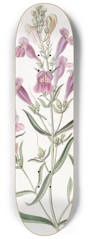Sydenham Edwards - Various-leaved Pentstemon 8.25 inch art skate deck