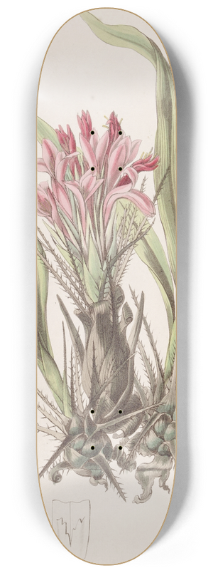 Sydenham Edwards - Various-leaved Puya 8.25 inch art skate deck