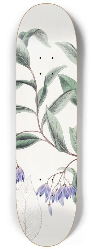 Sydenham Edwards - Various-leaved Sollya 8.25 inch art skate deck