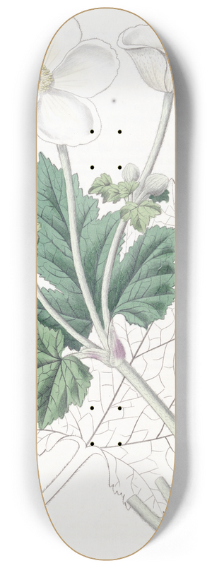 Sydenham Edwards - Vine-leaved Anemone 8.25 inch art skate deck