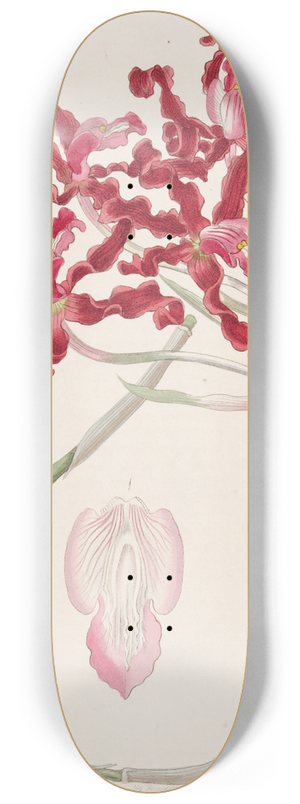 Sydenham Edwards - Wavy Schomburgkia 8.25 inch art skate deck