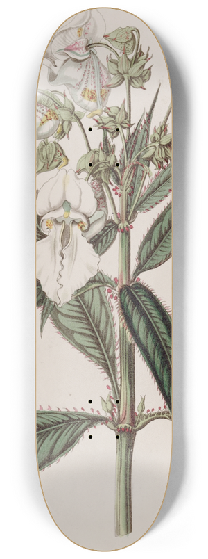 Sydenham Edwards - White Balsam 8.25 inch art skate deck