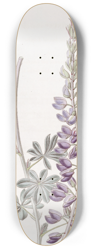 Sydenham Edwards - White-leaved Lupine 8.25 inch art skate deck