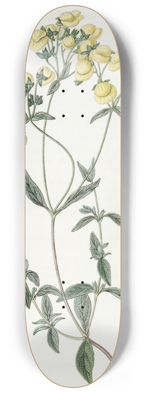 Sydenham Edwards - White-leaved Slipperwort 8.25 inch art skate deck
