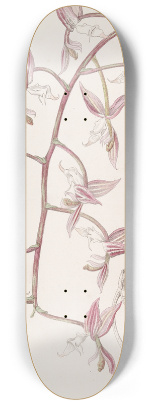 Sydenham Edwards - White-lipped, toad-skinned Gongora 8.25 inch art skate deck