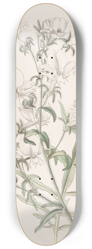 Sydenham Edwards - White Shizanthus 8.25 inch art skate deck