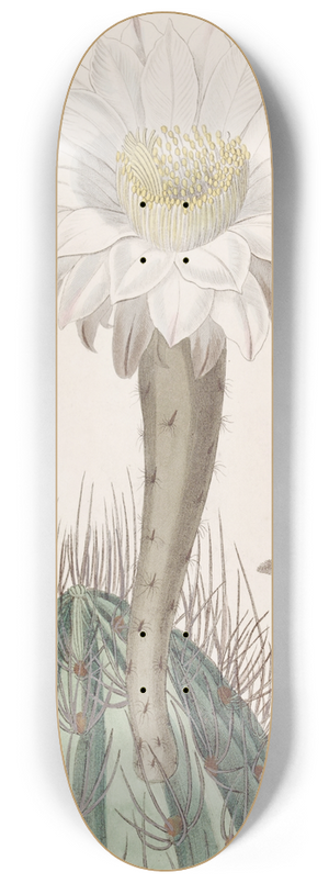 Sydenham Edwards - White Torch-thistle 8.25 inch art skate deck