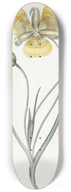 Sydenham Edwards - Yellow Calochortus 8.25 inch art skate deck