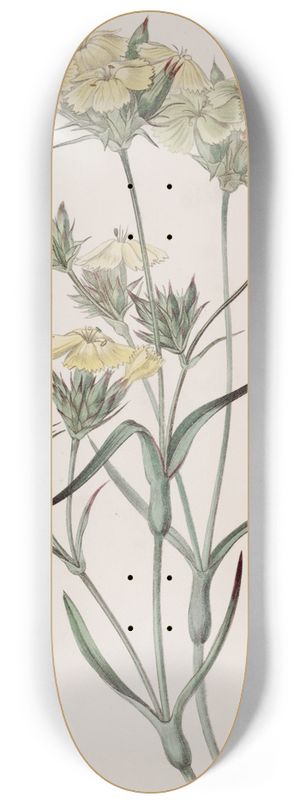 Sydenham Edwards - Yellow Pink 8.25 inch art skate deck