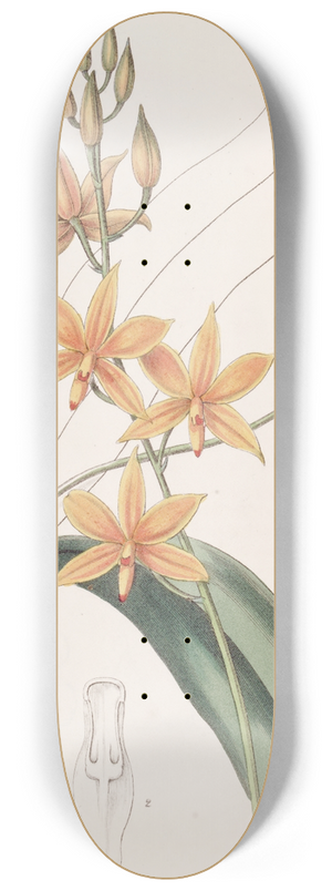 Sydenham Edwards - Yolk-of-egg Epidendrum 8.25 inch art skate deck