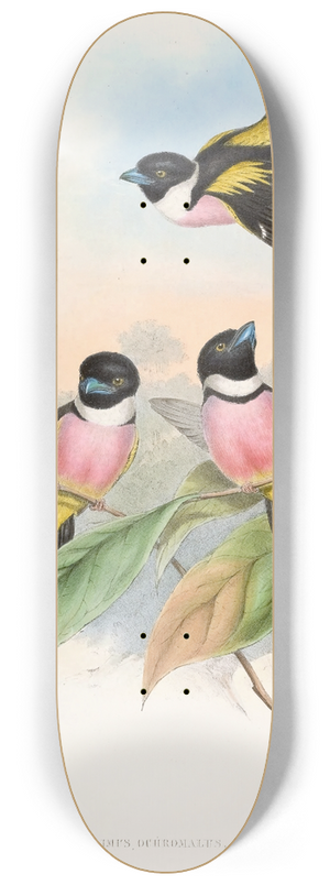 John Gould - Hooded Eurylaime 8.25 inch art skate deck