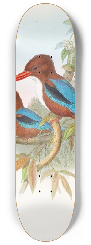 John Gould - Indian Kingfisher 8.25 inch art skate deck
