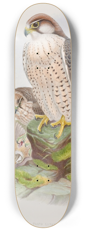 John Gould - Lanner Falcon 8.25 inch art skate deck