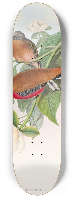 John Gould - Malacca Trogon 8.25 inch art skate deck