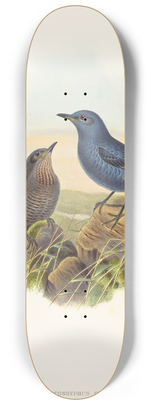 John Gould - Petrocossyphus cyanus (Blue Rockthrush) 8.25 inch art skate deck