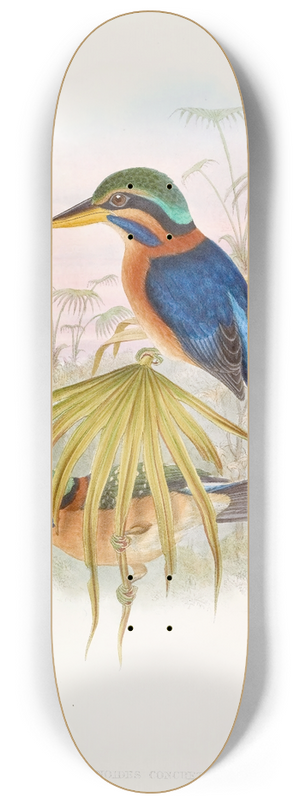 John Gould - Sumatra Kingfisher 8.25 inch art skate deck