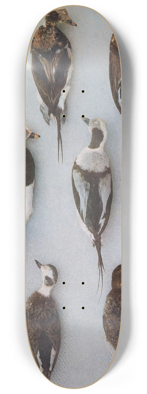 John Guille Millais - Plumages Of The Long-Tailed Duck (Adult Males and Adult Females) 8.25 inch art skate deck