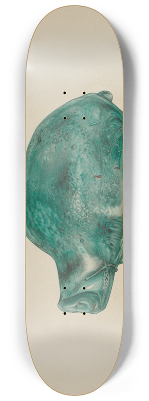 Van Silvay - Turtle 8.25 inch art skate deck