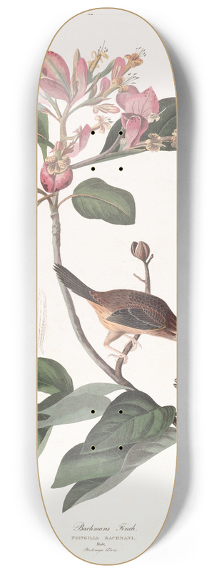 John James Audubon - Bachmans finch 8.25 inch art skate deck John James Audubon - Bachmans finch 8.25 inch art skate deck