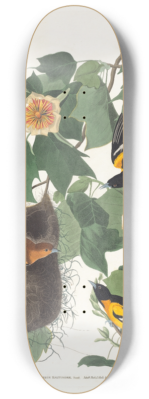 John James Audubon - Baltimore oriole 8.25 inch art skate deck