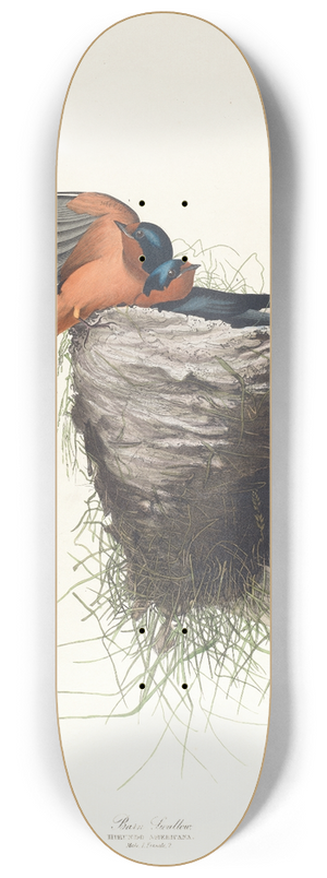 John James Audubon - Barn swallow 8.25 inch art skate deck