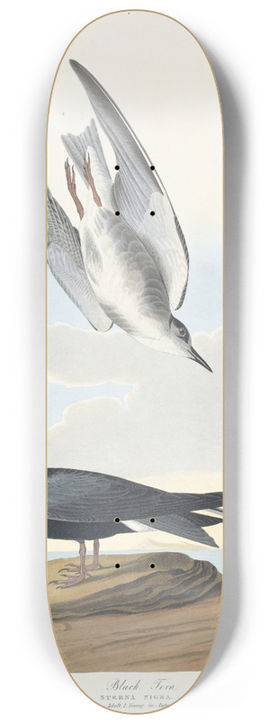 John James Audubon - Black tern 8.25 inch art skate deck