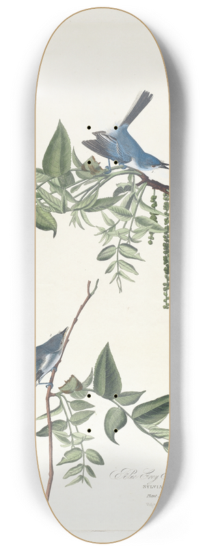 John James Audubon - Blue grey flycatcher 8.25 inch art skate deck