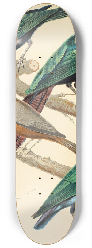 W. A . Blakston - Glossy Starlings, Malabar Mynah 8.25 inch art skate deck