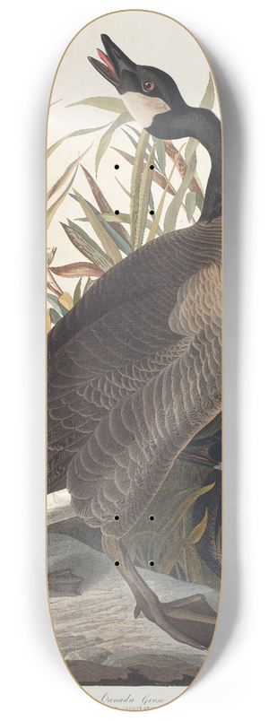 John James Audubon - Canada goose 8.25 inch art skate deck