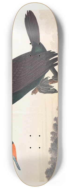 John James Audubon - Florida cormorant 8.25 inch art skate deck
