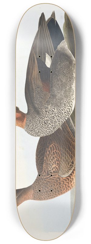 John James Audubon - Gadwall duck 8.25 inch art skate deck