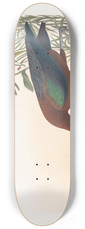 John James Audubon - Glossy ibis 8.25 inch art skate deck