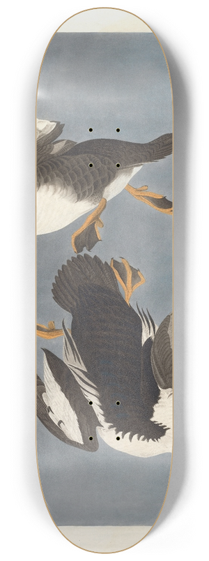 John James Audubon - Golden-eye duck, Fuligula clangula 8.25 inch art skate deck