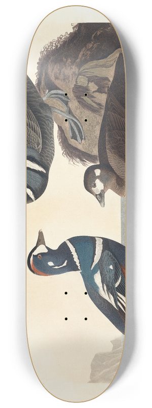 John James Audubon - Harlequin duck 8.25 inch art skate deck