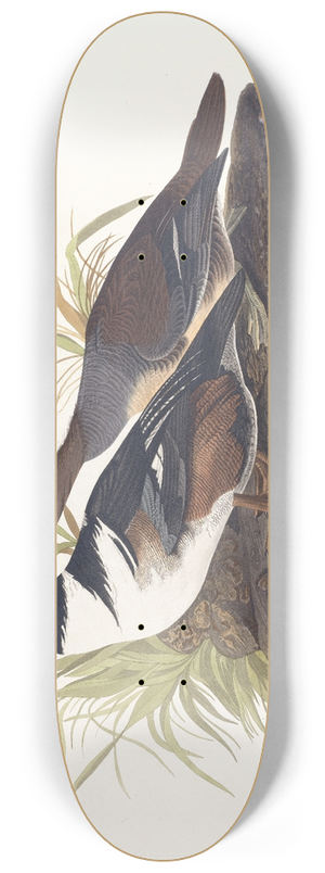 John James Audubon - Hooded merganser 8.25 inch art skate deck