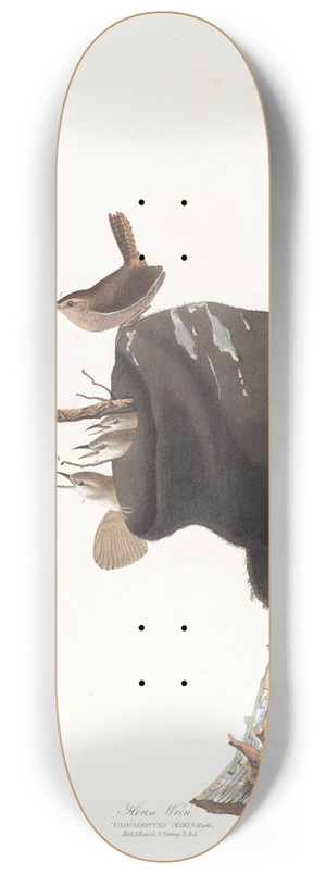 John James Audubon - House wren 8.25 inch art skate deck