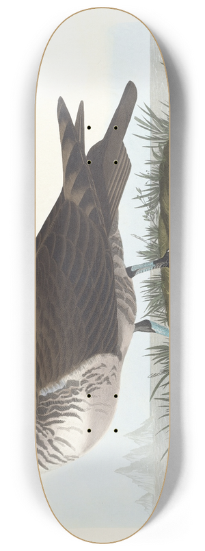 John James Audubon - Jager 8.25 inch art skate deck